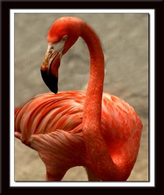 Flamingo 326