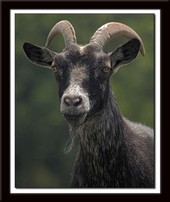 Goat 098
