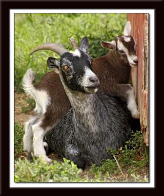 Goat with baby 047