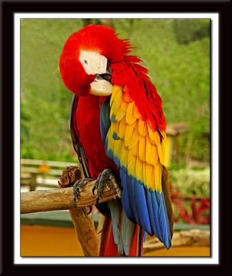Parrot 412