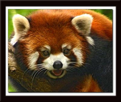 Red Panda 097