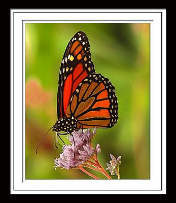 Butterfly 125