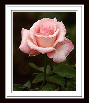 Pink Rose 026