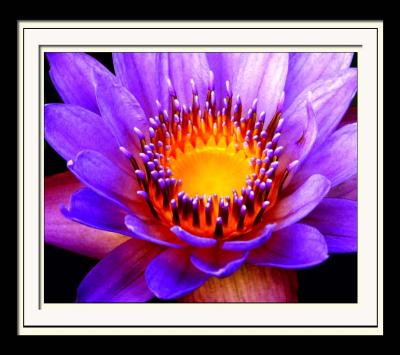 v3/60/35760/3/48722319.Lilly105web.jpg