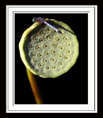 v3/60/35760/3/48722476.LilyPad110web.jpg