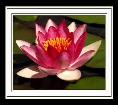 Water Lilly 085