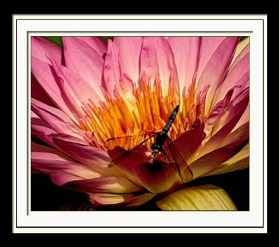 v3/60/35760/3/48728994.WaterLilly079web.jpg
