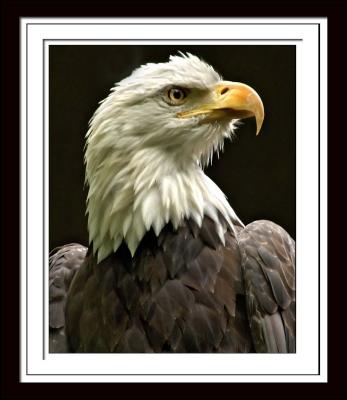 Bald Eagle 365