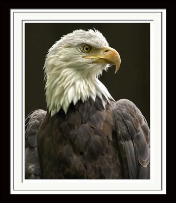 Bald Eagle 366