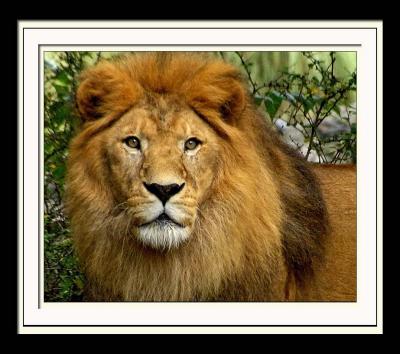 Lion George 027 2