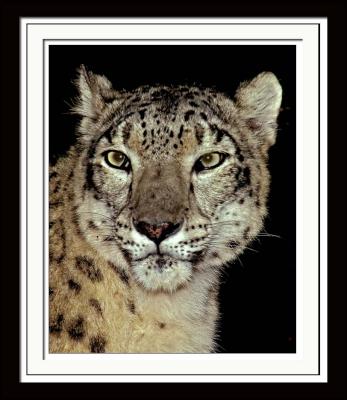 Snow Leopard 066
