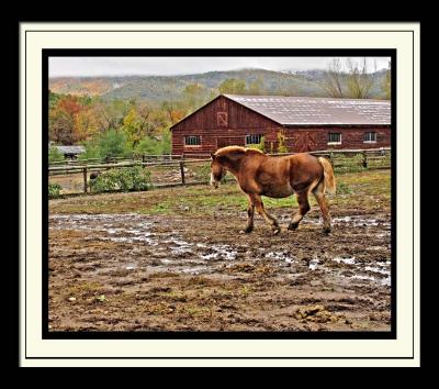 Horse  and Barn 206