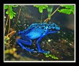 Blue Frog web.jpg