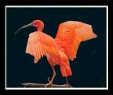 Orange Bird 302