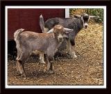Baby Goats 070