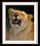 Lioness 285