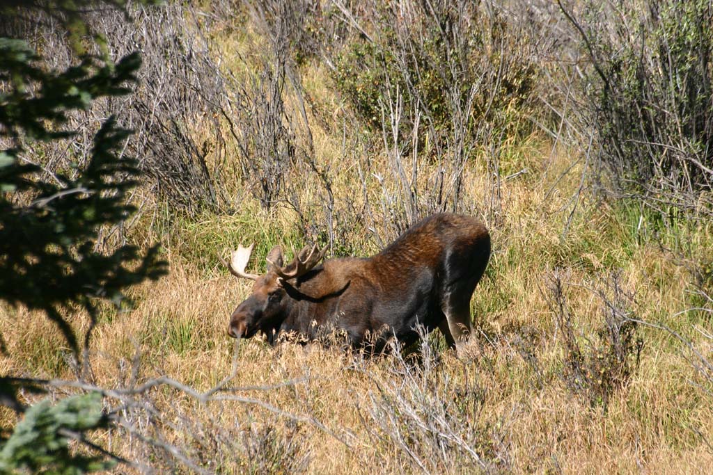 Bull Moose