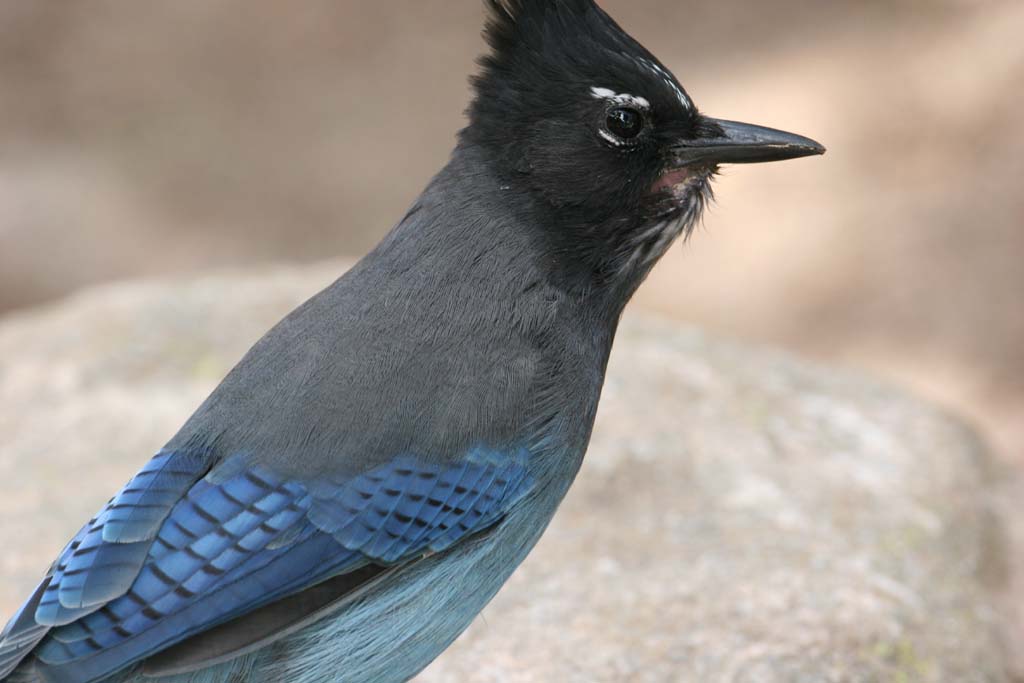 Stellars Jay