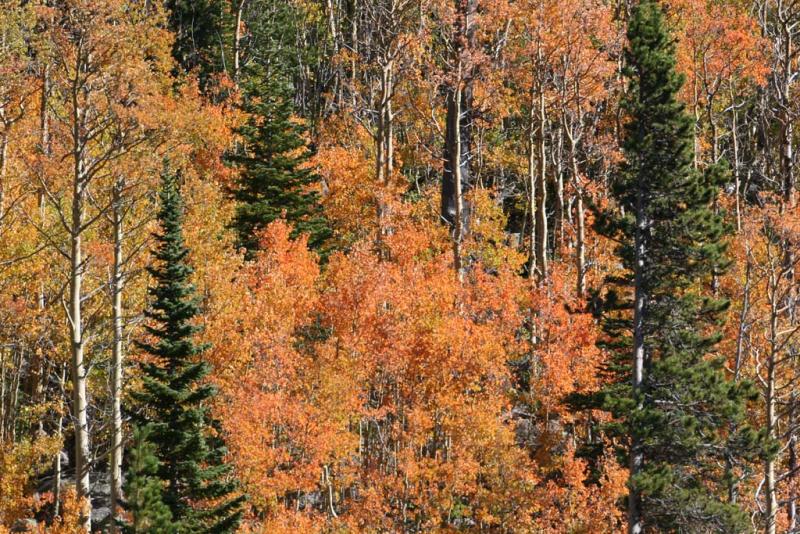 Fall foliage in RMNP