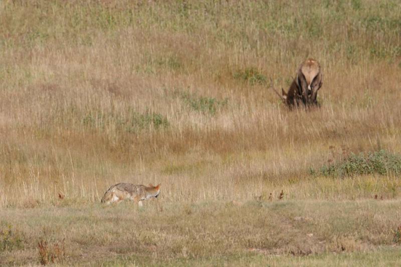 Coyote checking out an Elk