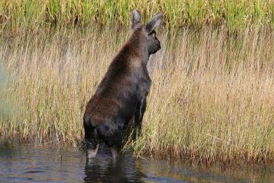 Calf Moose getting out of pond