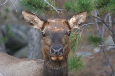 Elk Cow (taken w/Dale's lens)