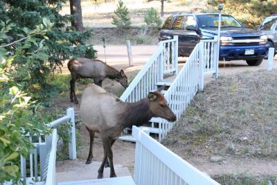 Elk visiting our lodge
