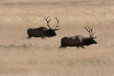 2 Bull Elks