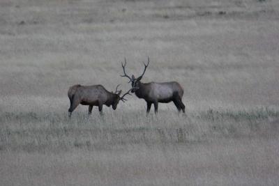 Bull Elk jousting (pic taken when almost dark)