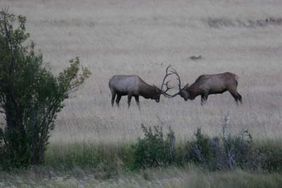 Elk jousting (pic taken when almost dark)