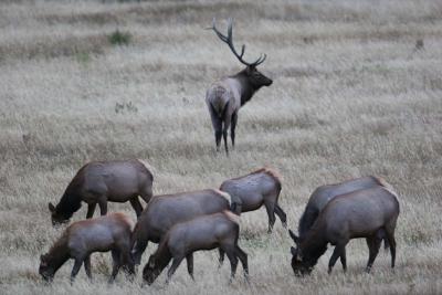 Bull Elk and his herd