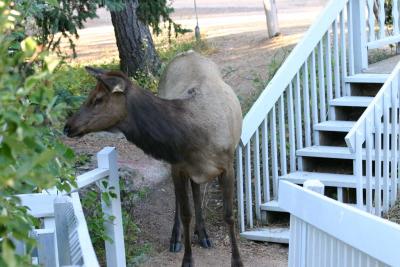 Elk outside our room