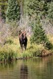 Bull Moose