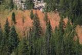 RMNP fall foliage