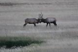 Elk jousting (pic taken when almost dark)