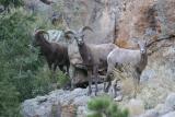 Bighorn Sheep