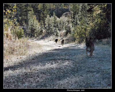 The Dogs Running