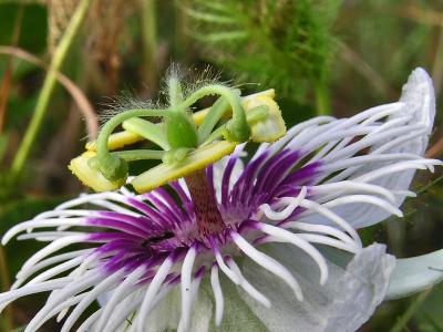 Another Passion Flower / Otra Pasiflora