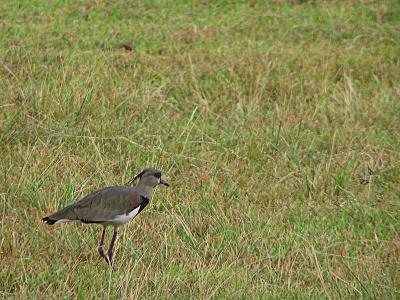 Southern Lapwings / Alcaravan