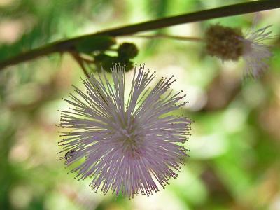 Life in the garden / Vida en el jardn