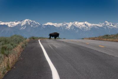 Salt Lake City, Antelope Island, and American Fork Canyon 2005