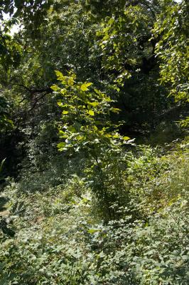 CRW_5247.jpg