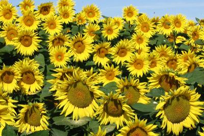 v3/60/464360/3/45298485.sunflowers.jpg