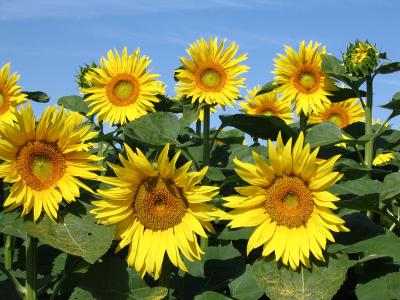 v3/60/464360/3/45298728.sunflowers7.jpg