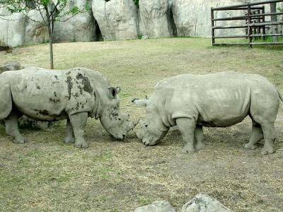 v3/60/464860/3/46899048.Rhinos1.jpg