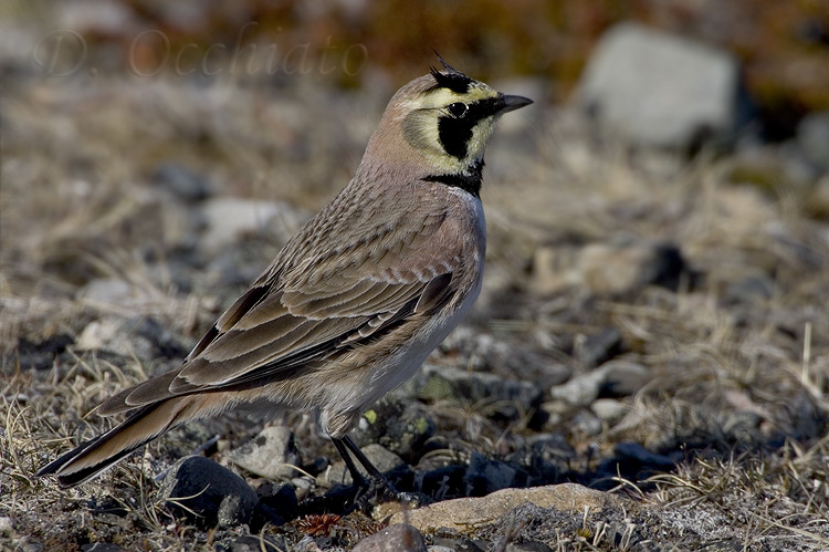 Horned Lark (Eremophlia alpestris)