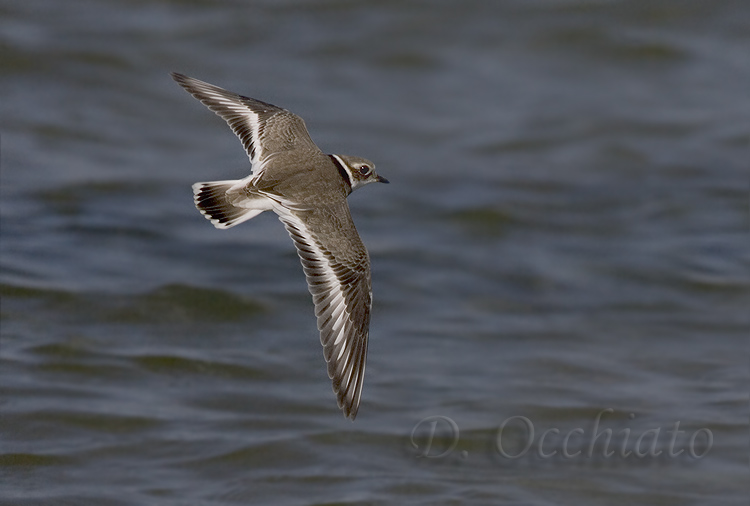 Common Ringed Plover (Charadrius hiaticula)