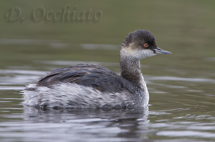 Black-necked Grebe (Podiceps nigricollis)