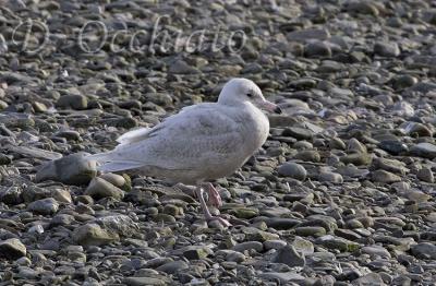 Glaucous Gull (Larus hyperboreus)