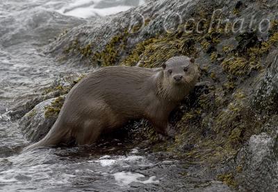 Common Otter (Lutra lutra)